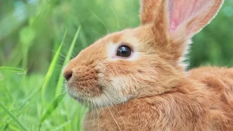 Portrait of a funny red rabbit on a green natural background in the garden with Stock Footage 201153874