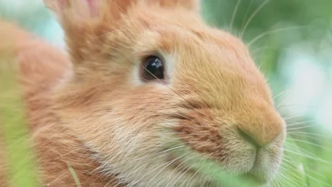 Portrait of a funny red rabbit on a green natural background in the garden with Video stock 201651750