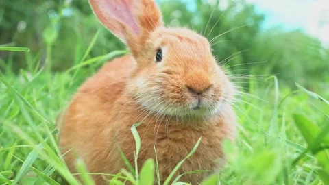 Portrait of a funny red rabbit on a green young juicy grass in the spring season Stock Footage 201651791