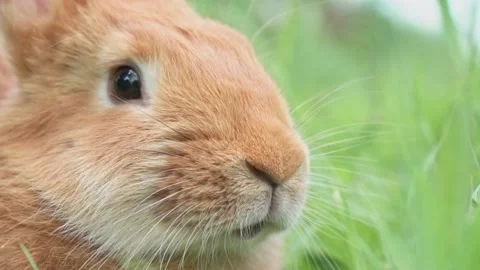 Portrait of a funny red rabbit on a green natural background in the garden with Stock Footage 201769543