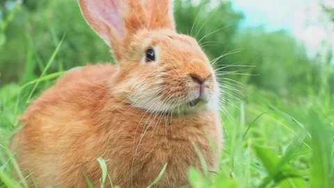 Portrait of a funny red rabbit on a green natural background in the garden with Stock Footage 201909060