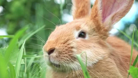 Portrait of a funny red rabbit on a green natural background in the garden with Stock Footage 202055140