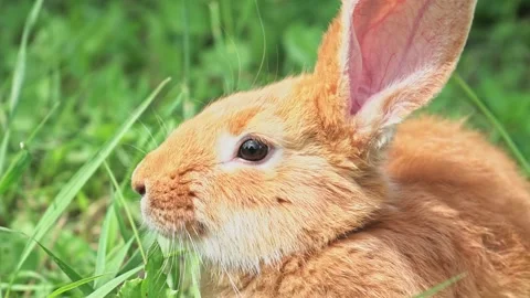 Portrait of a funny red rabbit on a green natural background in the garden with Stock Footage 202195751