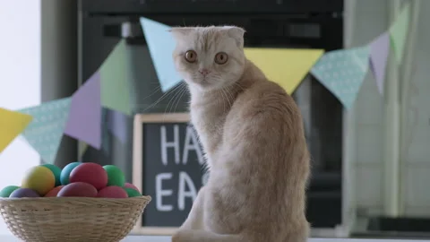 Portrait of funny red Scottish fold cat at Easter Day Video stock 175673692