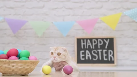 Portrait of funny Scottish fold cat at Easter Day Video stock 173368645