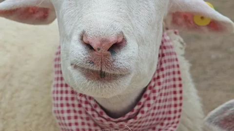 Portrait of funny sheep chewing. Stock Footage 304649290