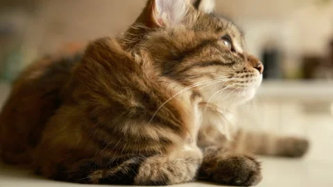 Portrait, fur ginger young kitty, cute domestic pet, home interior Video stock 278428478