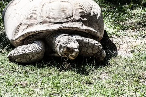 Portrait galapagos turtles which eats a grass Stock Photos