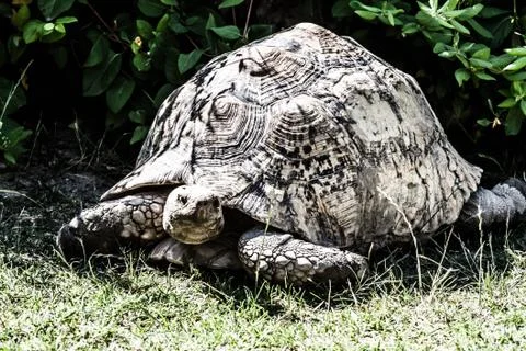 Portrait galapagos turtles which eats a grass Stock Photos