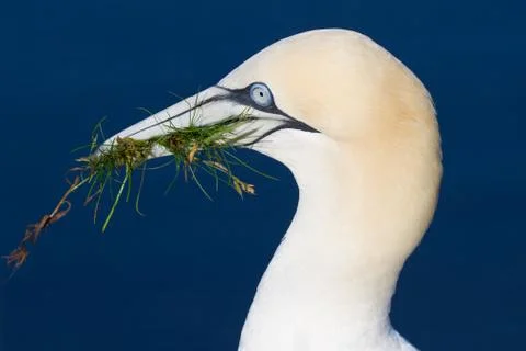Portrait of a gannet with nesting material Stock Photos