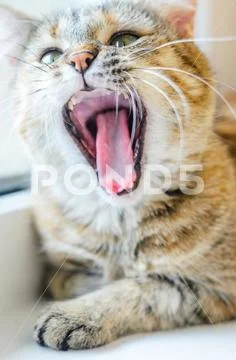 Portrait of a gaping cat Stock Photos