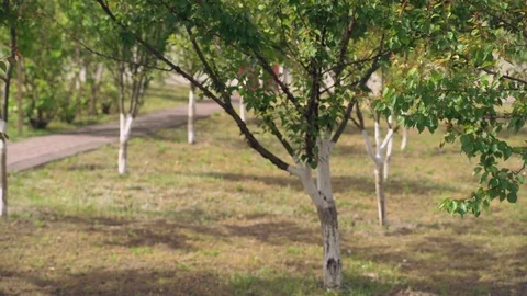 Portrait gardener outdoors. Stock Footage