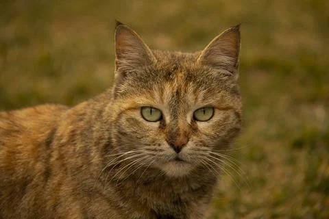 Portrait of a garfield cat Stock Photos
