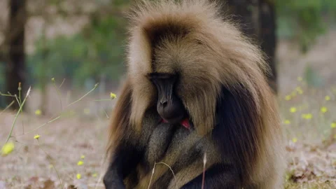 Portrait Of A Gelada Monkey (Theropithecus gelada) At Simien Mountains National Stock Footage 315428496