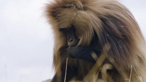 Portrait Of Gelada Monkey (Theropithecus gelada) Eating Grass In Simien Stock Footage 315489978