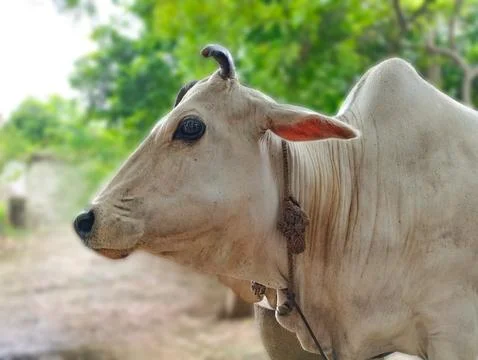 Portrait of a Gentle White Cow Stock Photos