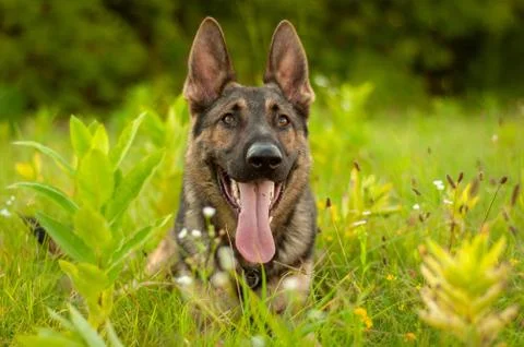 Portrait of a German Shepherd dog lying on the tall grass Foto stock