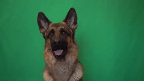 Portrait of a german shepherd on a green screen Stock Footage 105894758