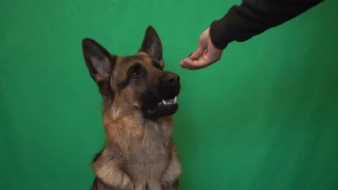 Portrait of a german shepherd on a green screen Stock Footage