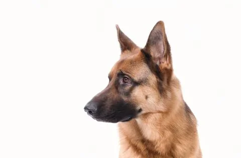 Portrait of a German Shepherd head, 3 years old, in front of white background Stock Photos