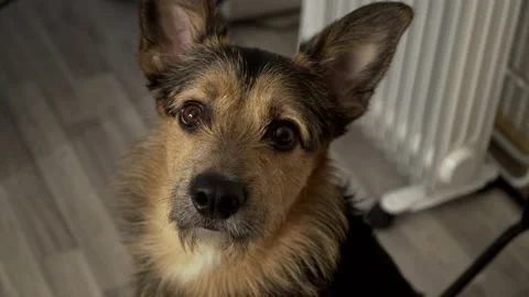 Portrait of a German shepherd at home 스톡 동영상 155164580