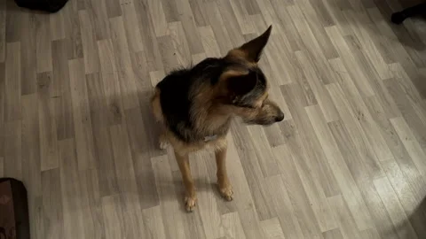 Portrait of a German shepherd at home Video stock 155243705