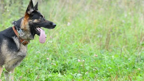 Portrait of German shepherd at k-9 work Stock Footage 90986114