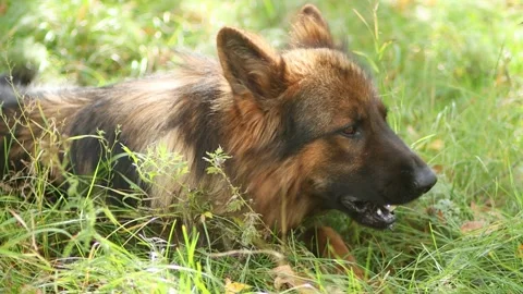 Portrait of a German Shepherd lying in the grass in a summer park Stock Footage 252683226