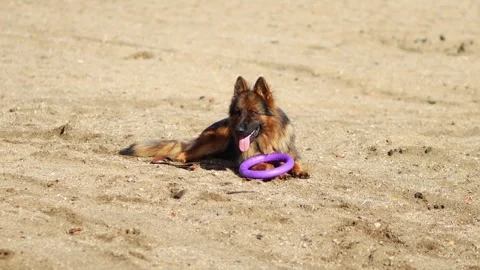 Portrait of a German Shepherd lying on the sand Stock Footage 252682970