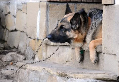 Portrait of german shepherd Stock Photos