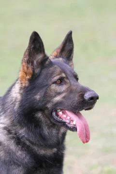 Portrait of a German shepherd 写真素材