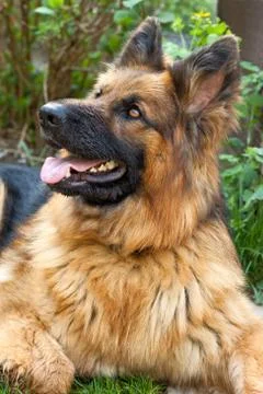 Portrait of german shepherd Stock Photos