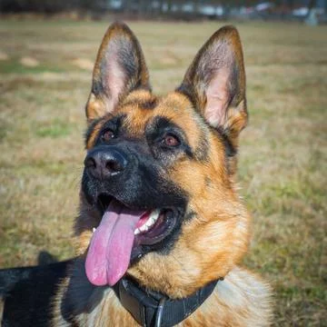 Portrait of a german shepherd Stock Photos