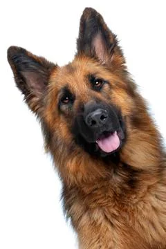 Portrait of a German Shepherd Stock Photos