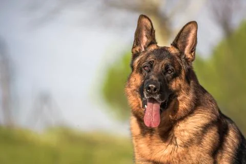 Portrait of a german shepherd. Stock Photos