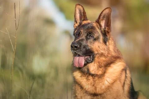 Portrait of a german shepherd. Stock Photos