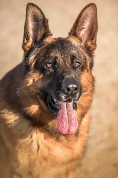 Portrait of a german shepherd Stock Photos