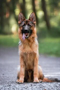 Portrait of a German Shepherd Stock Photos