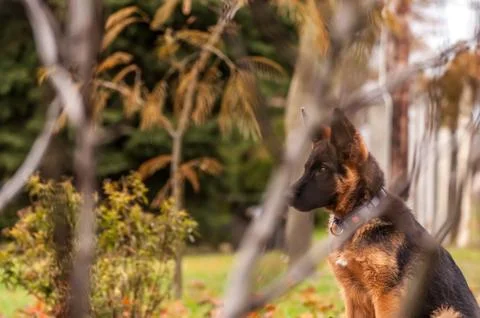 Portrait of a german shepherd puppy while resting in a backyard Stock Photos