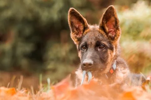 Portrait of a german shepherd puppy while resting in a backyard Stock Photos