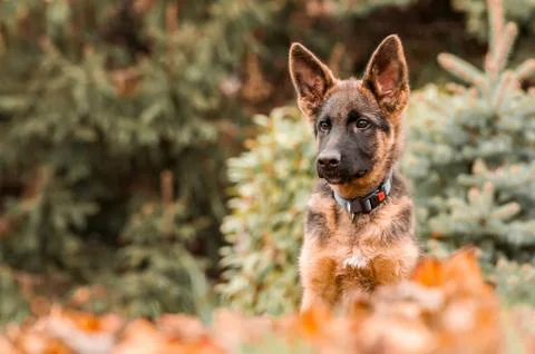 Portrait of a german shepherd puppy while resting in a backyard Stock Photos