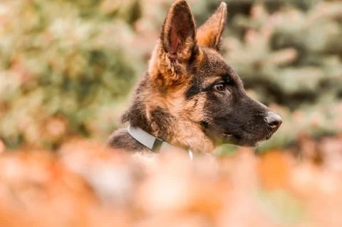 Portrait of a german shepherd puppy while resting in a backyard Stock Photos