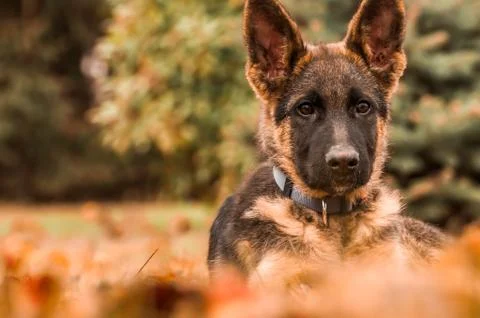 Portrait of a german shepherd puppy while resting in a backyard Stock Photos