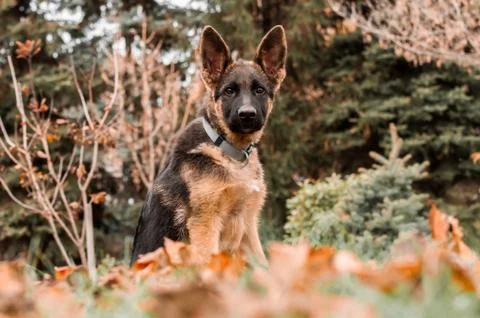 Portrait of a german shepherd puppy while resting in a backyard Stock Photos