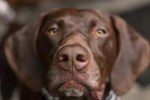 Portrait of a German short-haired pointer dog Stock Photos