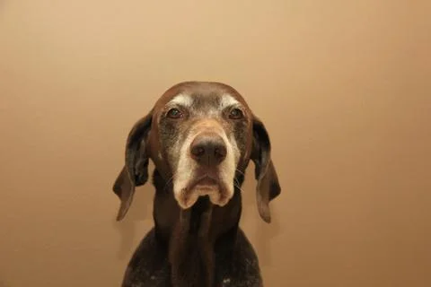 Portrait of a german shorthaired pointer, 11 years old Stock Photos