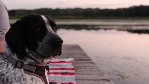 Portrait of German shorthaired pointer dog at calm sunset at a lake. Stock Footage 202520501