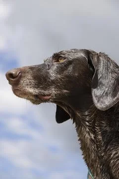 Portrait of a german shorthaired pointer 写真素材