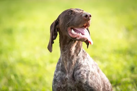 Portrait of German smooth-haired pointer against the background of green grass. Stock-Fotos