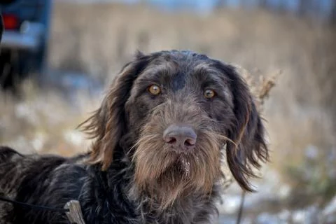Portrait of a German wirehaired pointer. Front view. Stock Photos